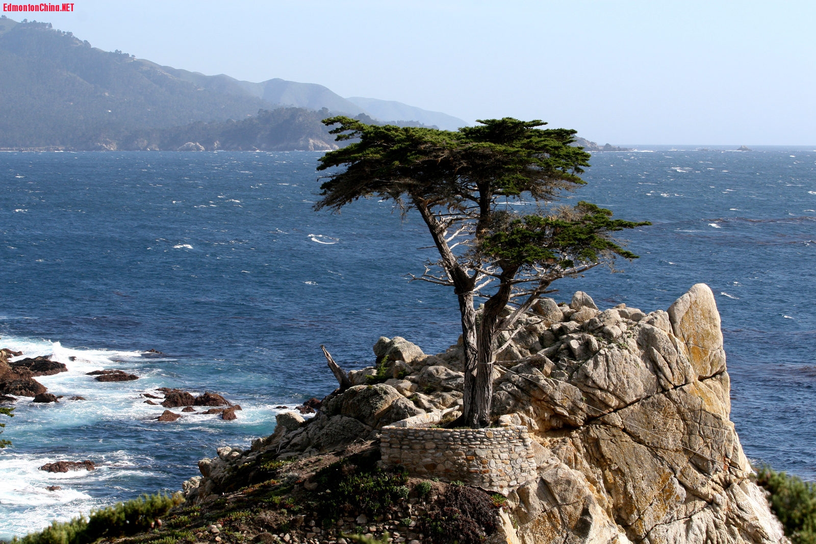 Lone Cypress